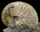 Hoploscaphites (Jeletzkytes) Ammonite Cluster- South Dakota #44021-1